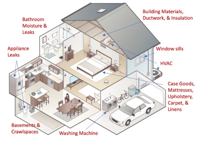  Environmental Hazards, Mold in Homes, Sick Houses